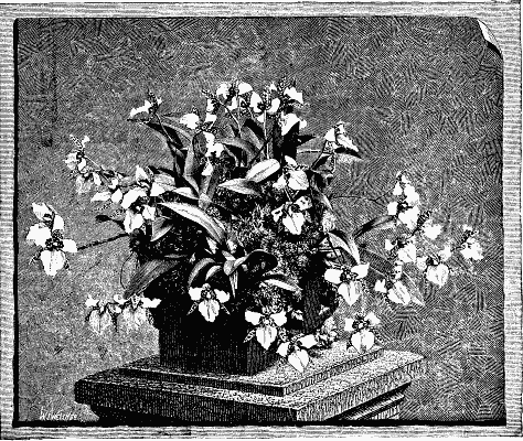 ODONTOGLOSSUM ROSSI MAJOR VAR. RUBESCENS, AT DRINKSTONE PARK.