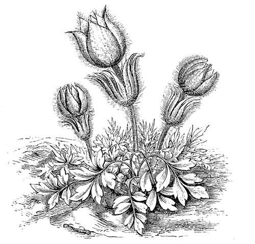 Fig. 12.