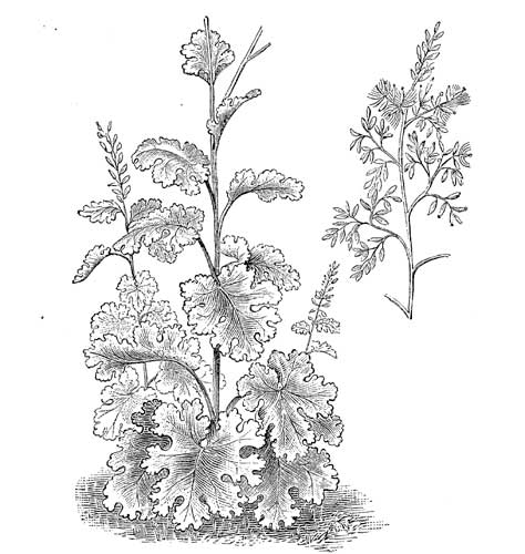 Fig. 20.