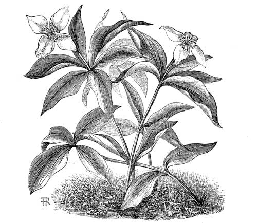 Fig. 28.