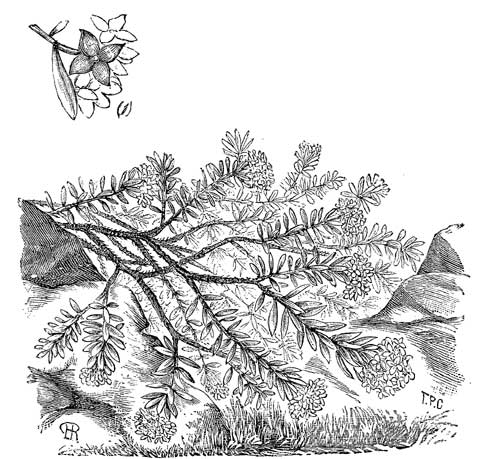 Fig. 33.