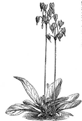 Fig. 34.