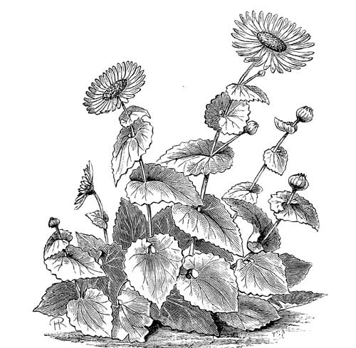 Fig. 35.