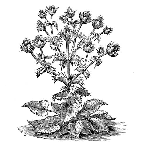 Fig. 37.
