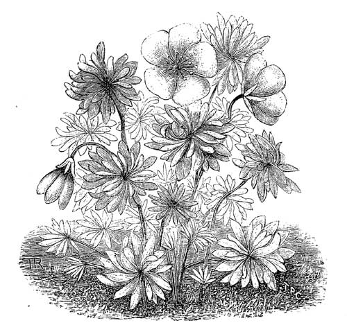 Fig. 44.