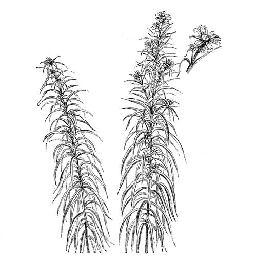 Fig. 47.