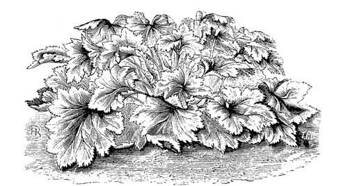 Fig. 51.
