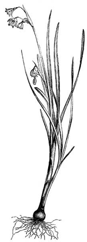 Fig. 58.