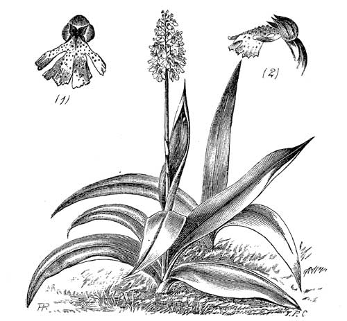 Fig. 69.