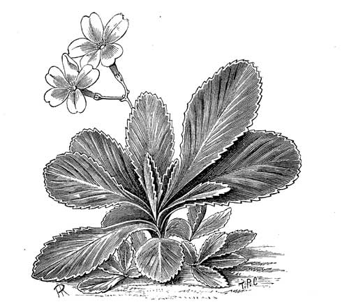Fig. 77.