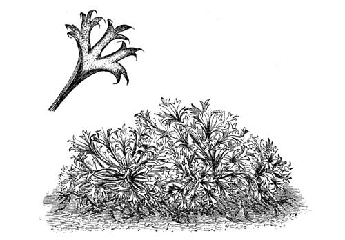 Fig. 83.