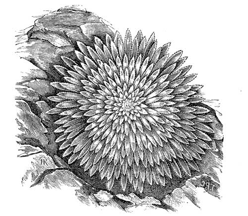 Fig. 88.