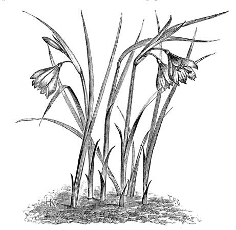 Fig. 97.