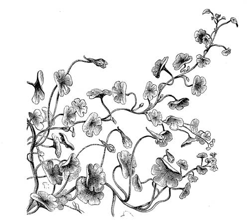 Fig. 106.