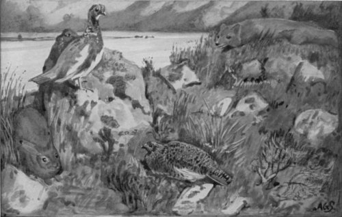 SEASONAL COLOUR-CHANGE: A SUMMER SCENE IN NORTH SCANDINAVIA