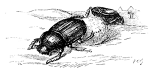EGYPTIAN BEETLES