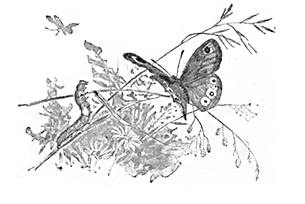 BUTTERFLY AND CATERPILLAR
