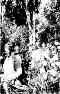 [Photograph: By courtesy of W.D. Boyce. Great Stretches of Dense Forest]