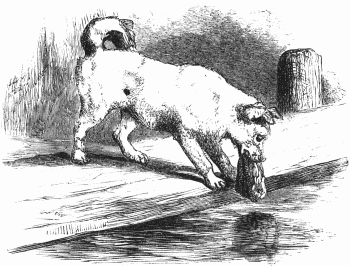 The dog and the shadow