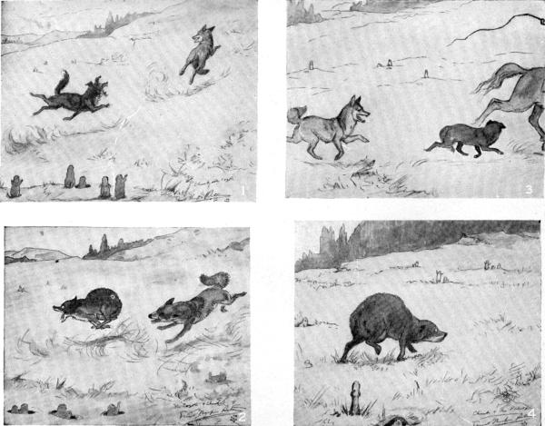 ii. Chink's adventures with the Coyote and the Picket-pin  Sketches by E. T. Seton