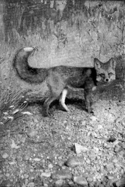 V. Red Fox  Captive; photo by E. T. Seton