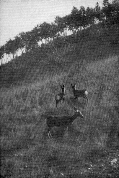 XI. Blacktail mother with her twins  Photo by E. T. Seton