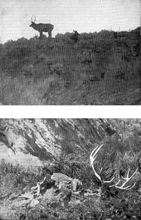 XIII. Elk in Wyoming: (a) "Dawn" Photo by E. T. Seton (b) "Nightfall" Photo by G. G. Seton