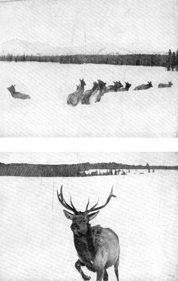 XIV. Elk on the Yellowstone in winter: (a) Caught in eight feet of snow; Photo by F. Jay Haynes (b) Bull Elk charging Photo by John Fossum