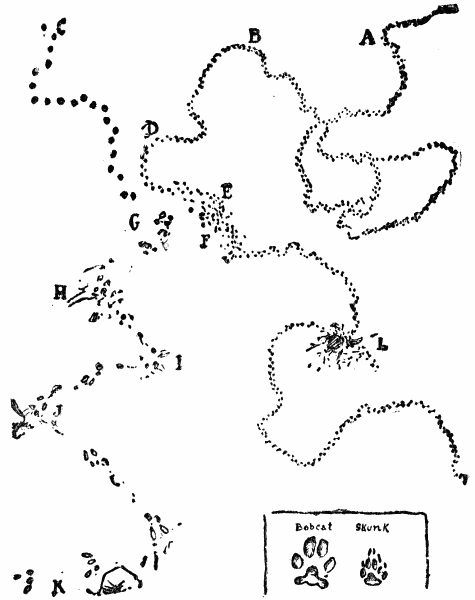 XXII. Track record of Bobcat's adventure with a Skunk
