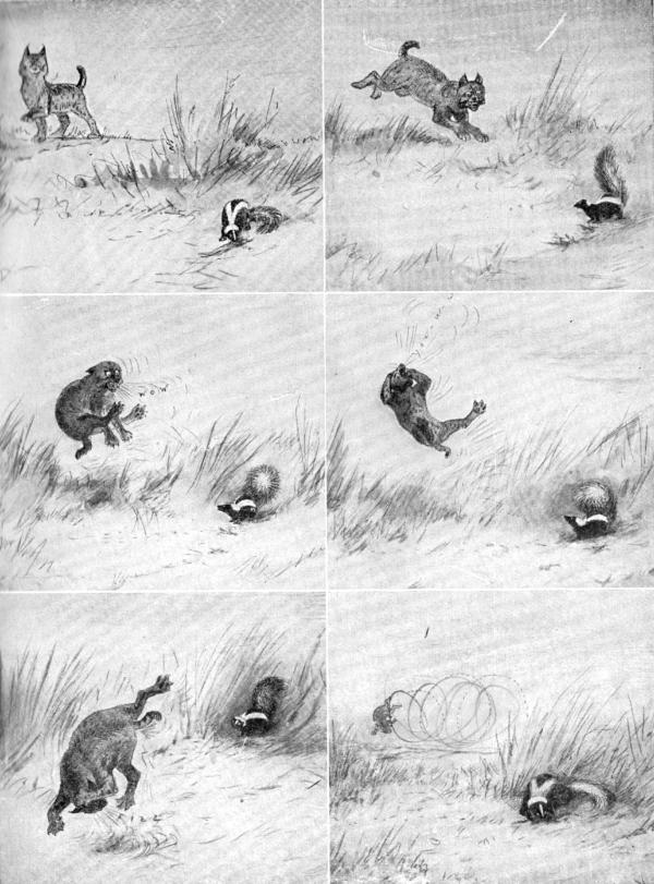 XXIII. The six chapters of the Bobcat's adventure. (a) The Bobcat appears on the scene; (b) "Ha," he says, "A meal for me." "Beware," says the Skunk; (c) "No! Then take that," says the Skunk; (d) "Ow-w-ow-w"; (e) "I told you so"; (f) "How pleasant is a peaceful meal"  Sketches by E. T. Seton
