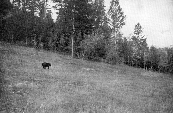 XXVI. Chink stalking the Picket-pin  Photo by E. T. Seton