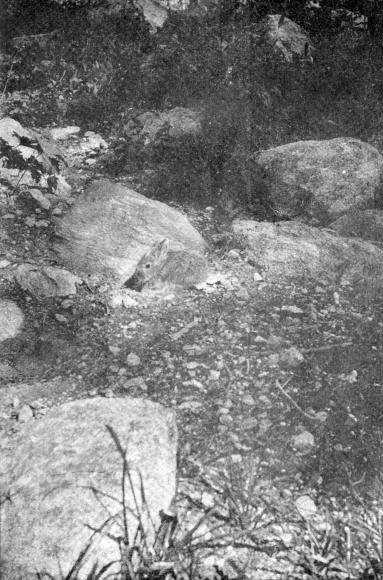 XXIX. The Baby Cottontail that rode twenty miles in my hat  Photo by E. T. Seton