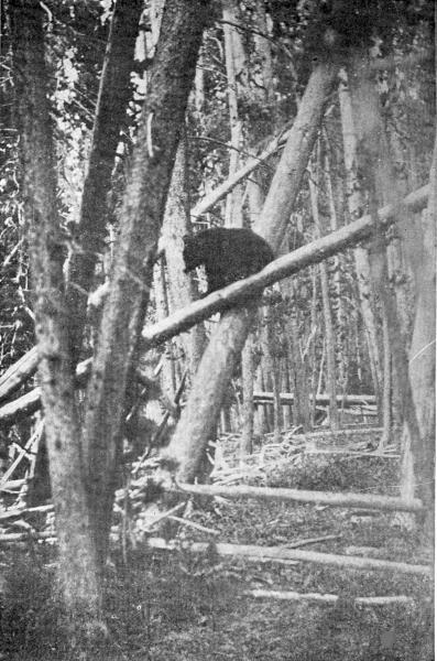 XLII. One meets the Bears at nearly every turn in the woods  Photo by E. T. Seton