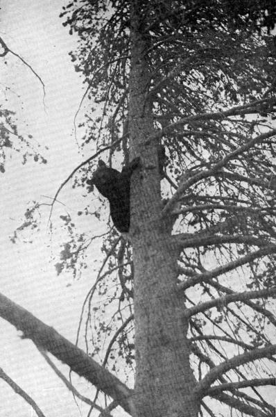 XLIII. The shyer ones take to a tree, if one comes too near  Photo by E. T. Seton