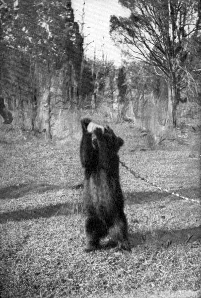 XLVIII. Johnnie happy at last  Photo by Miss L. Griscom