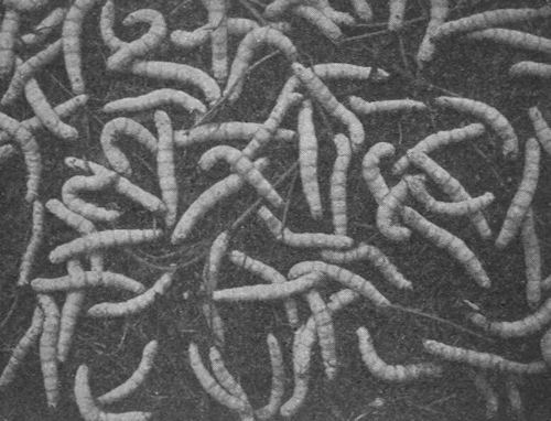 Silkworms