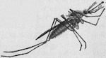 Malaria mosquito