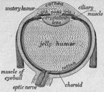 Another view of the eyeball