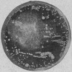 Clear beef broth jelly