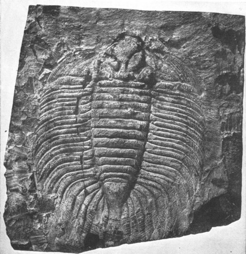 By permission of the American Museum of Natural History  Trilobite from the Niagara limestone, Upper Silurian, of Western New York