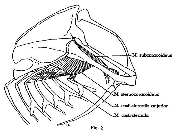 Fig. 2. Progne subis. Lateral view of left half of thorax. Same view as shown in Fig. 1, but with Mm. supracoracoideus, coracobrachialis posterior, and intercostales externus removed. (× 1.5.)