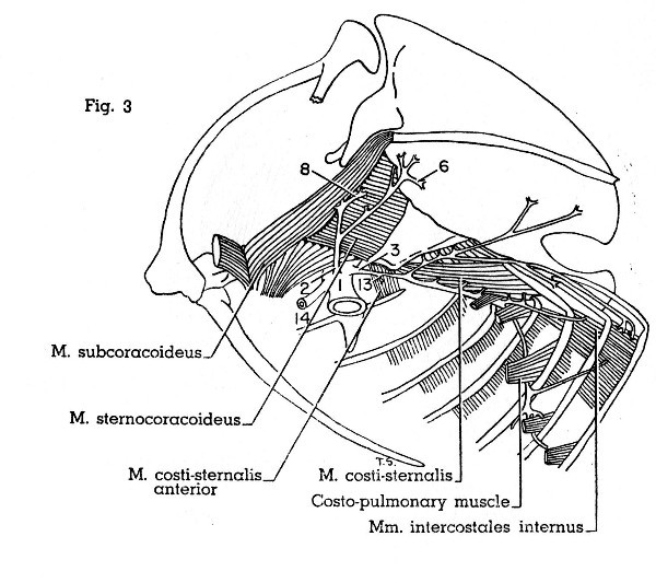 Fig. 3. Progne subis. Medial view of left half of thorax. Not all muscles shown. See Fig. 4 for identification of arteries. (× 1.5.)