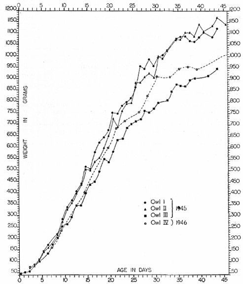 Fig. 1. Growth of four Great Horned Owls as shown by changes in weight from near the time of hatching until the time of leaving the nest.