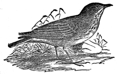 Sprague’s Lark.