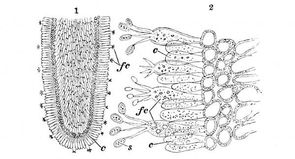 Fig. 27.  1, One of the gills or lamellæ of the mushroom slightly magnified, showing the cells round the edge. c, Cells which do not bear spores. fc, Fertile cells. 2, A piece of the edge of the same powerfully magnified, showing how the spores s grow out of the tip of the fertile cells fc.