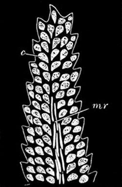 Fig. 33.  Moss-leaf magnified. (From life.)  Showing the cells c, each of which can take in and work up its own food. mr, Long cells of the mid-rib.