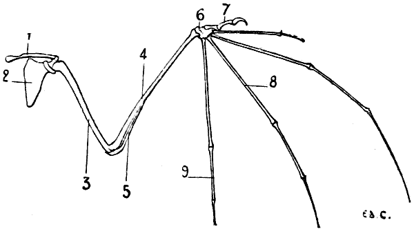 Fig. 8