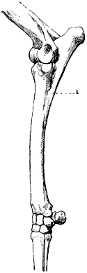 Fig. 80