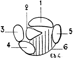 Fig. 81
