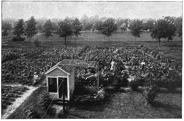 Photo of very large garden space with small garden tool house